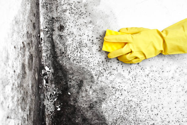 Best White Mold Remediation in Clayton, OH