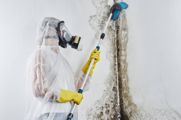 Professional Mold Remediation in Clayton, OH