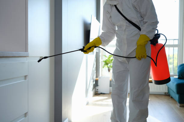 Best Attic Mold Remediation in Clayton, OH