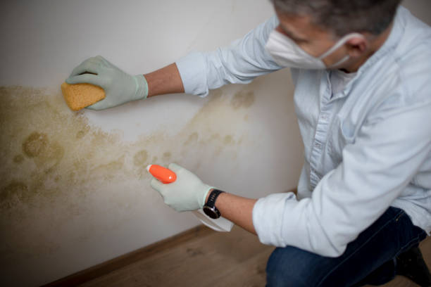 Best Attic Mold Remediation in Clayton, OH