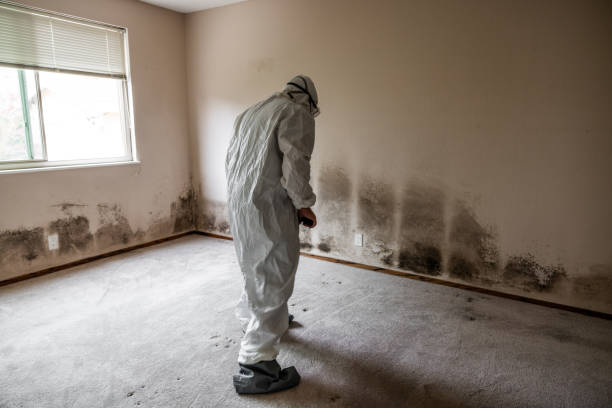 Best White Mold Remediation in Clayton, OH