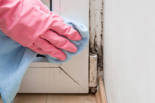 Best Basement Mold Remediation in Clayton, OH