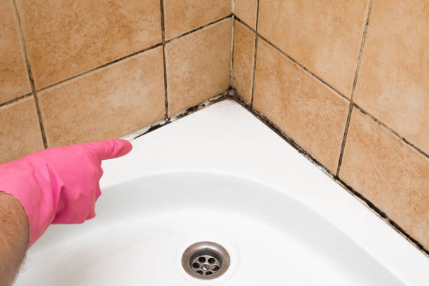 Best Residential Mold Remediation in Clayton, OH